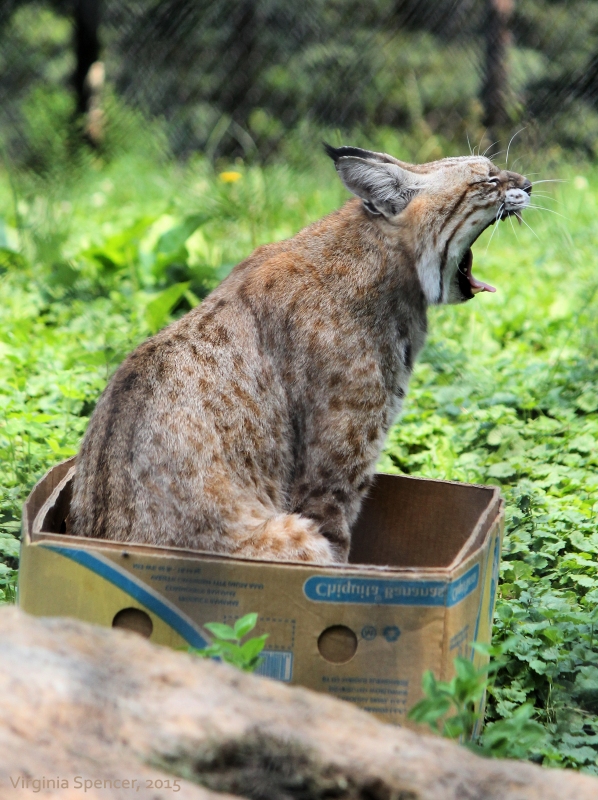 lynx box cat feline